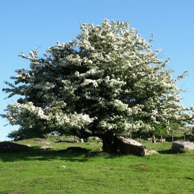 Боярышник однопестичный, С3 - Dolina-Sad.Ru