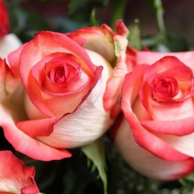 Роза Блаш Роза Блаш - Dolina-Sad.Ru