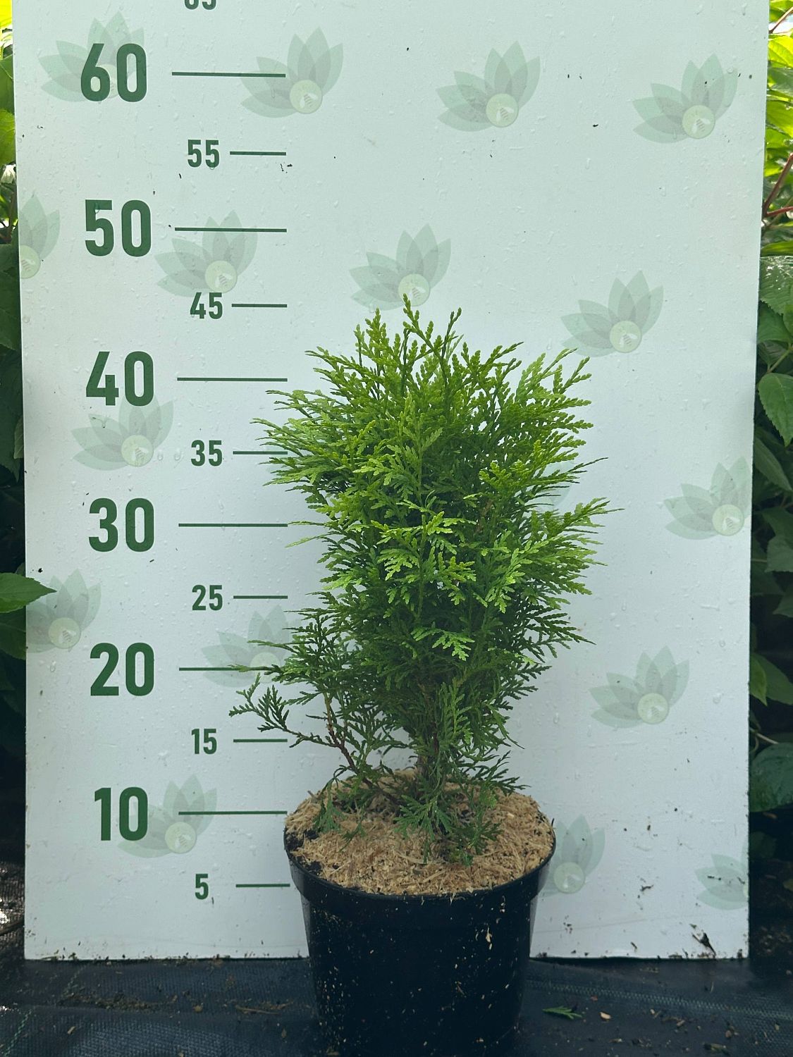 Туя западная Глобоза Ауреа, С2 - Dolina-Sad.Ru