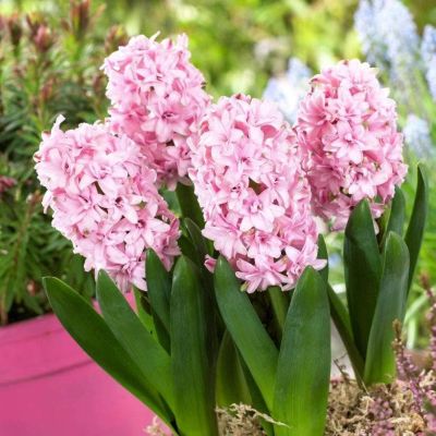 Гиацинт Принц оф Лав(Дабл) Гиацинт Принц оф Лав(Дабл) фото