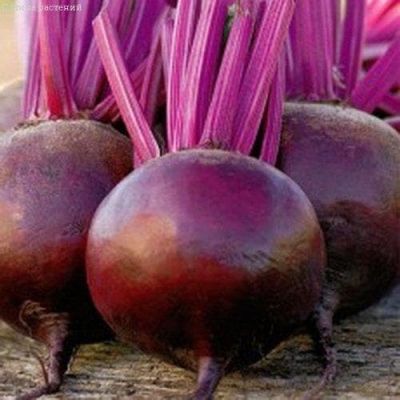 Свекла Боярыня Н14 фото