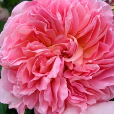 Роза Элеганс - Dolina-Sad.Ru