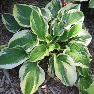 Хоста Брим кап Хоста Брим кап фото