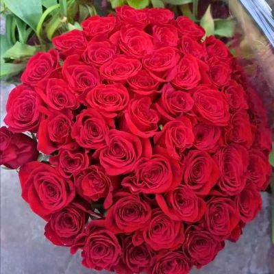 Роза Рафаэлло-2 Роза Рафаэлло-2 - Dolina-Sad.Ru