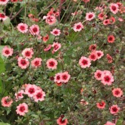 Лапчатка Мисс ВИЛЬМОТТ Лапчатка Мисс ВИЛЬМОТТ фото