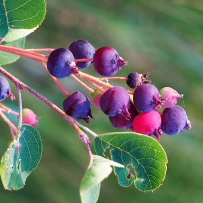 Ирга Ирга фото