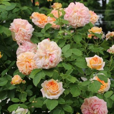 Роза Алхимик в горшке - Dolina-Sad.Ru