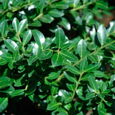 Падуб городчатый Грин Люстре Падуб городчатый Грин Люстре - Dolina-Sad.Ru