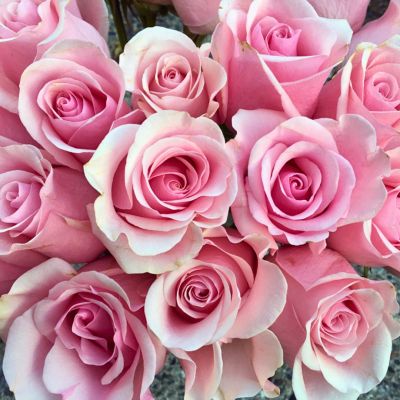 Роза Титаник - Dolina-Sad.Ru