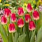 Тюльпан Матч Тюльпан Матч - Dolina-Sad.Ru