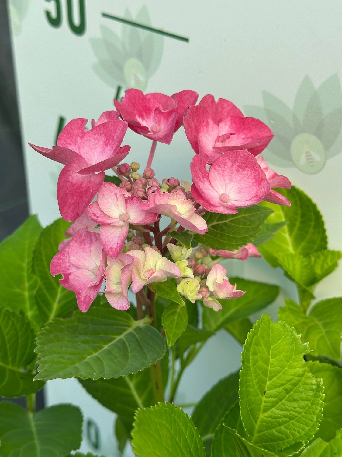 Гортензия крупнолистная Фрисби Хот Пинк Гортензия крупнолистная Фрисби Хот Пинк - Dolina-Sad.Ru