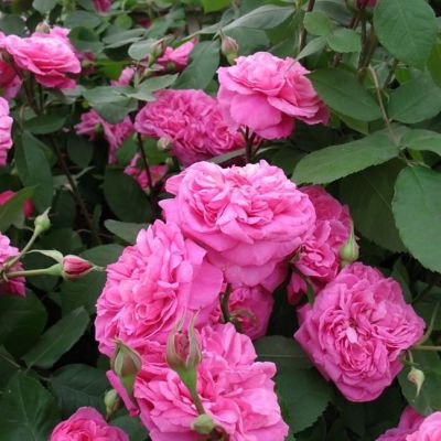 Роза Штамбовая Гертруда Джекилл Роза Штамбовая Гертруда Джекилл - Dolina-Sad.Ru