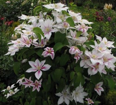 Клематис Андромеда фото