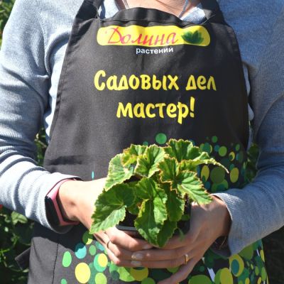 Бегония Дабл Микс Бегония Дабл Микс фото