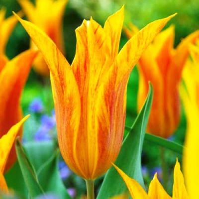 Тюльпан Венди Глоуб фото