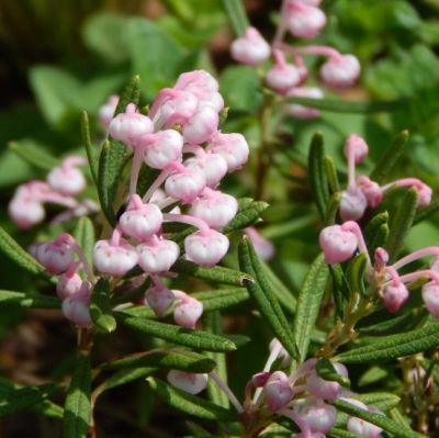 Андромеда многолистная Компакта фото