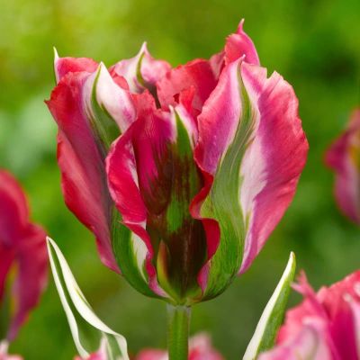 Тюльпан Эсперанто Тюльпан Эсперанто фото