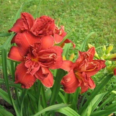 Лилейник Дабл Файеркрекер Лилейник Дабл Файеркрекер - Dolina-Sad.Ru