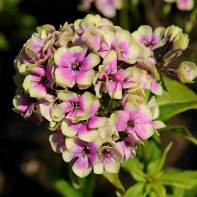 Флокс Паникулата Щербет Бленд Флокс Паникулата Щербет Бленд фото