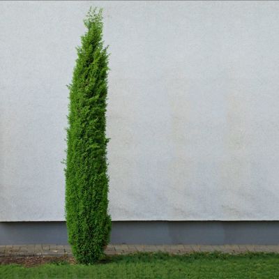 Можжевельник обыкновенный Сентинел - Dolina-Sad.Ru