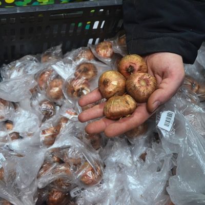 Гладиолус КАССИС Гладиолус КАССИС фото