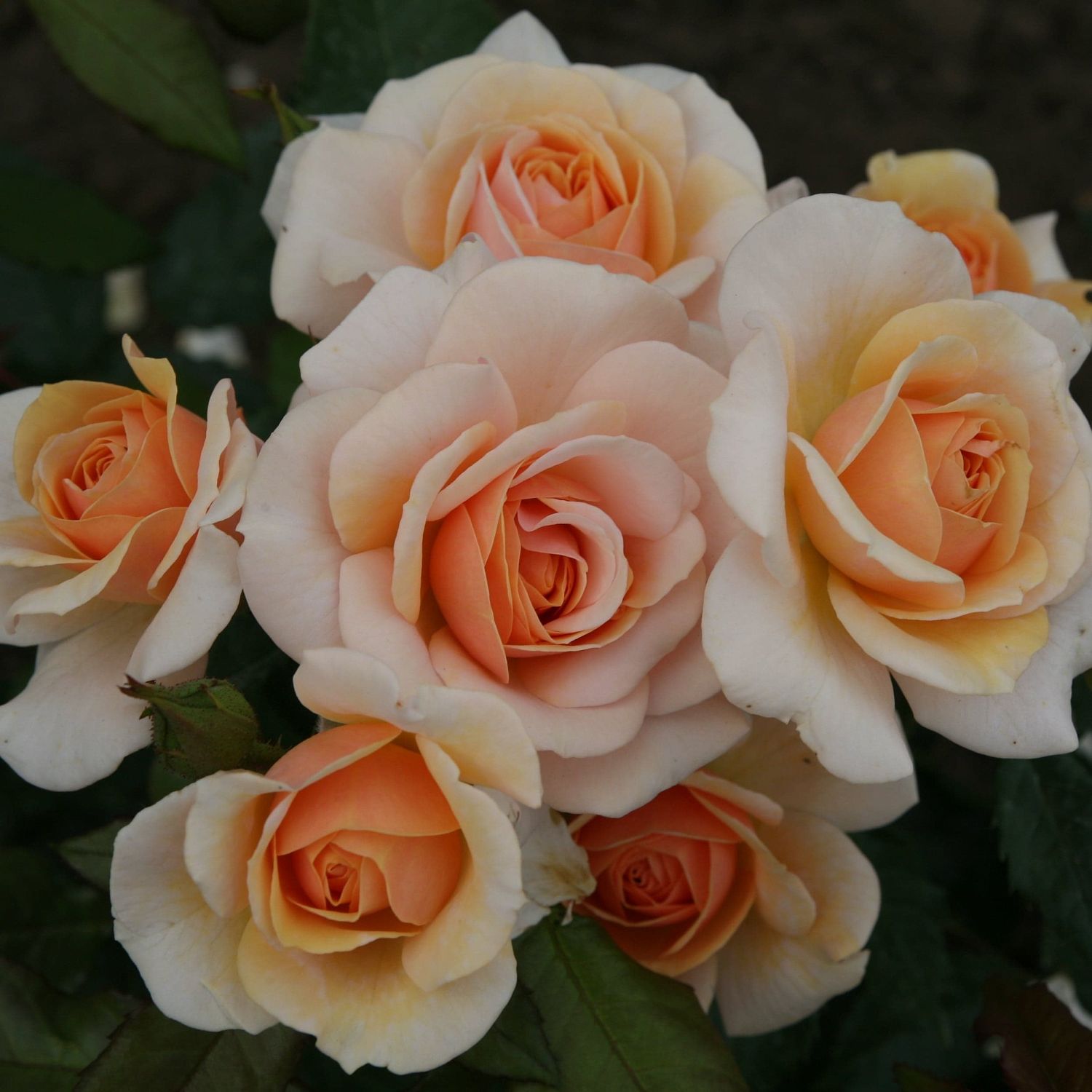 Роза Свит Хоней Роза Свит Хоней фото