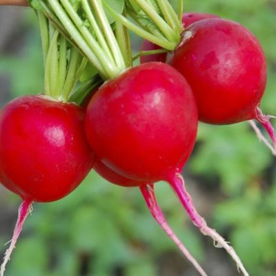 Редис Ролекс F1 (Голландия) Редис Ролекс F1 (Голландия) - Dolina-Sad.Ru