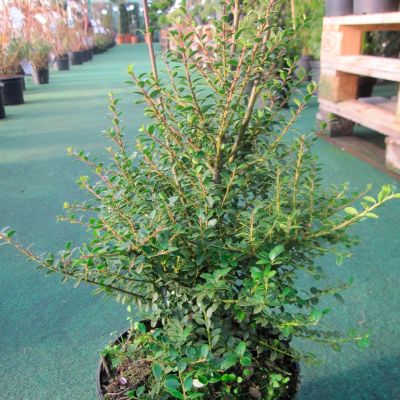 Падуб городчатый Самурай Падуб городчатый Самурай - Dolina-Sad.Ru