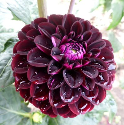 Георгина Дарк Спирит Георгина Дарк Спирит фото