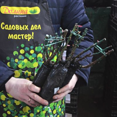 Роза Шневеетхен Роза Шневеетхен фото