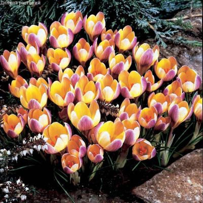 Крокус Адванс за рубль Крокус Адванс за рубль фото