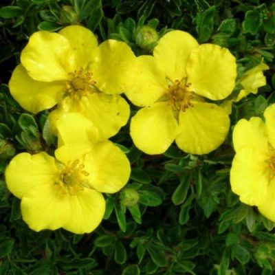 Лапчатка кустарниковая Голдтеппич, С1,5 - Dolina-Sad.Ru