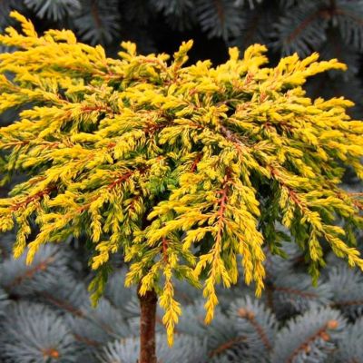 Можжевельник обыкновенный Голдшатц Можжевельник обыкновенный Голдшатц - Dolina-Sad.Ru