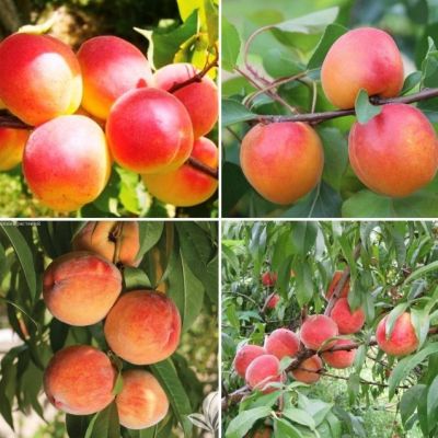 Комплект Абрикос+Персик фото