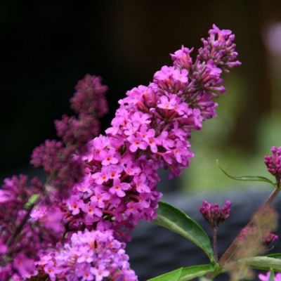 Буддлея Давида Дарк Пинк Буддлея Давида Дарк Пинк - Dolina-Sad.Ru