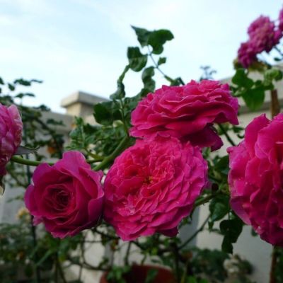 Роза Кейт Роза Кейт - Dolina-Sad.Ru