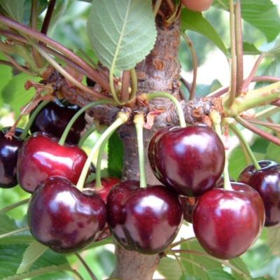 Черешня Бурлат Черешня Бурлат - Dolina-Sad.Ru