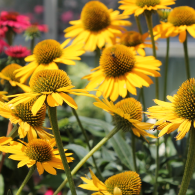 Эхинацея пурпурная Блейз Голден Еллоу Эхинацея пурпурная Блейз Голден Еллоу фото