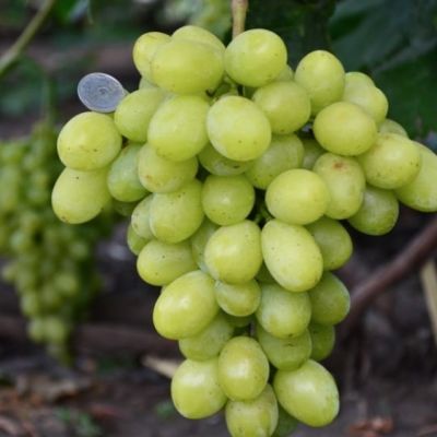 Виноград Синдикат Виноград Синдикат - Dolina-Sad.Ru