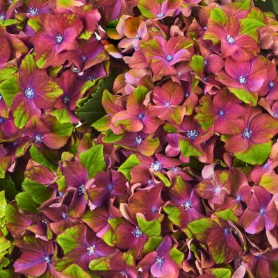 Гортензия крупнолистная Глосси Липс Гортензия крупнолистная Глосси Липс - Dolina-Sad.Ru