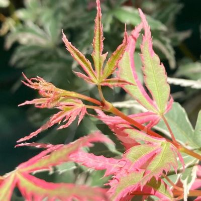 Клен пальмолистный Иоши Клен пальмолистный Иоши - Dolina-Sad.Ru