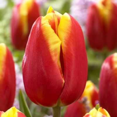 Тюльпан Доу Джонс Тюльпан Доу Джонс - Dolina-Sad.Ru