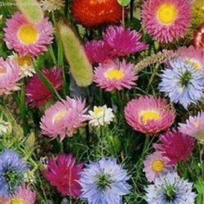 Декоративная смесь Сухоцветов Декоративная смесь Сухоцветов фото