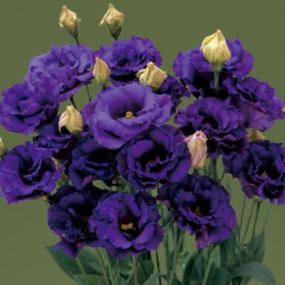 Эустома Алисса синяя F1, гранул. пробирка Эустома Алисса синяя F1, гранул. пробирка - Dolina-Sad.Ru