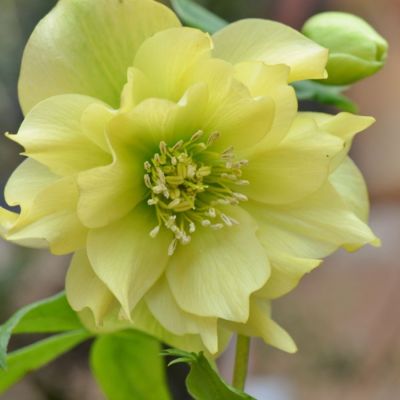 Морозник Дубль Еллоу Морозник Дубль Еллоу - Dolina-Sad.Ru