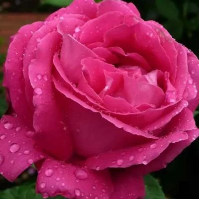 Роза Европа Роза Европа - Dolina-Sad.Ru