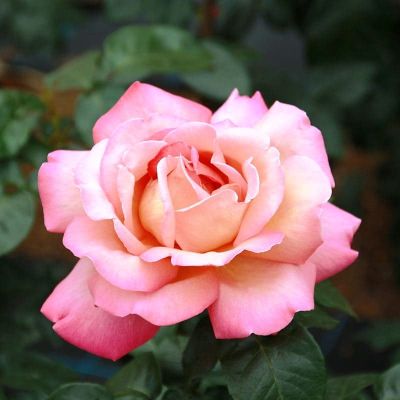 Роза Чикаго Пис Роза Чикаго Пис фото