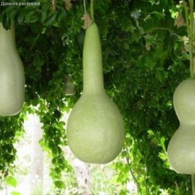 Лагенария Хозяюшка, смесь фото