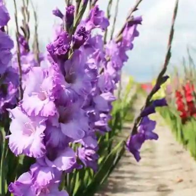 Гладиолус Коте Д`Азур Гладиолус Коте Д`Азур - Dolina-Sad.Ru