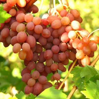 Виноград Кишмиш Лучистый Виноград Кишмиш Лучистый - Dolina-Sad.Ru